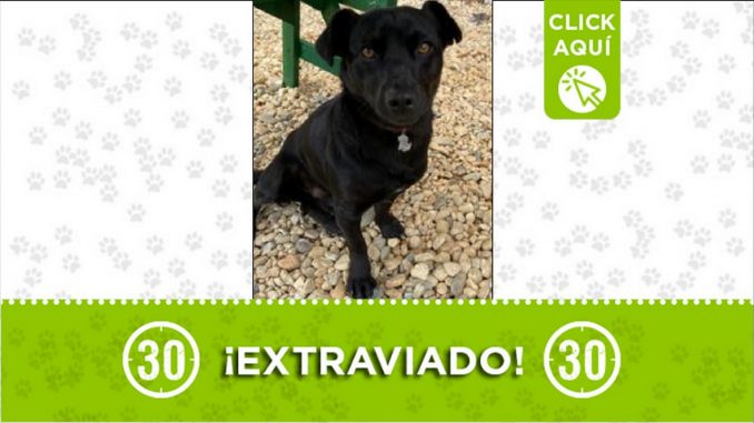 Perrito perdido Perrito perdido