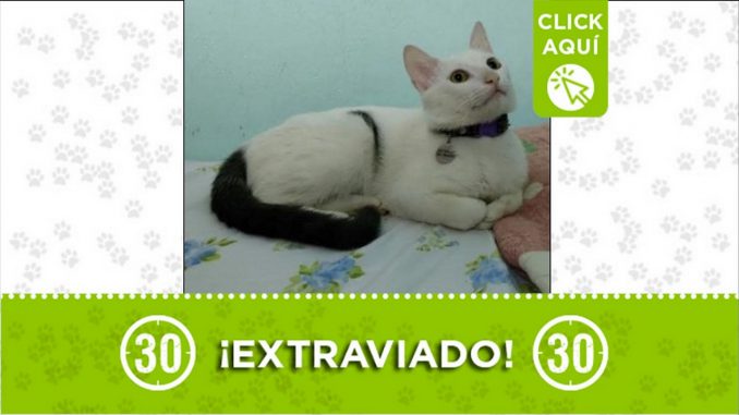 Gatico perdido ¿Lo ha visto?, el gatico se perdió el pasado 17 de noviembre y sus dueños lo buscan