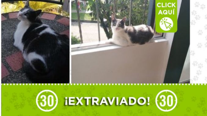 "Venus" se extravió desde esta madrugada en Bello "Venus" se extravió desde esta madrugada en Bello
