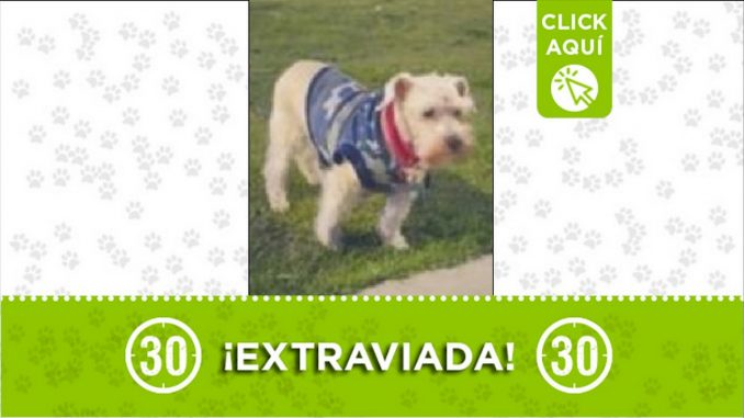 Perrita perdida Perrita perdida