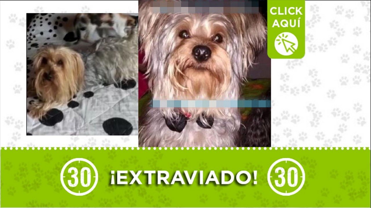 Perrito perdido