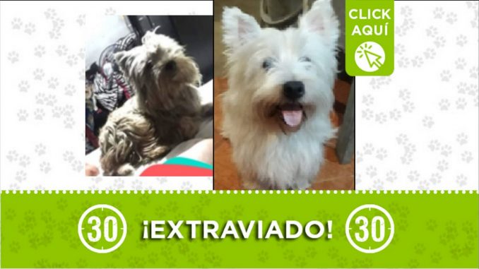Perrito perdido Perrito perdido
