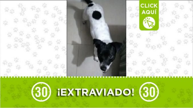 Perrito perdido Perrito perdido