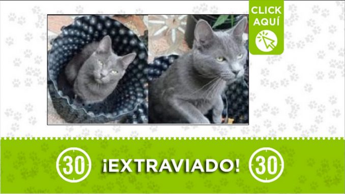 Gatico perdido Gatico perdido