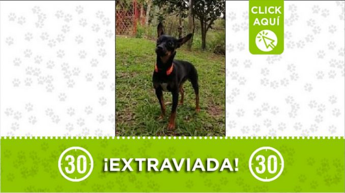 Perrita perdida Perrita perdida
