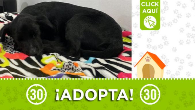 Este cachorrito busca un hogar que lo adopte y le brinde mucho amor Este cachorrito busca un hogar que lo adopte y le brinde mucho amor