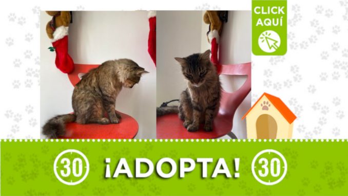 gata Belén Rincón Belén Rincón