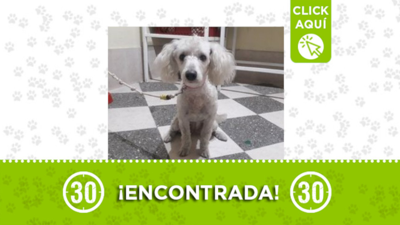 perrita Buenos Aires