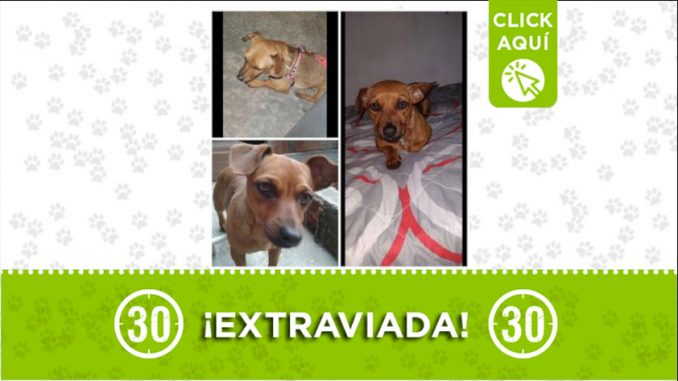 Canela Canela