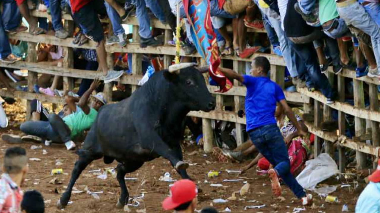 Pese a la polémica en torno al maltrato animal, se realizarán las tradicionales corralejas en Caucasia, Antioquia