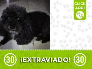 "Clifor", se extravió en Robledo Las Margaritas 1 "Clifor", se extravió en Robledo Las Margaritas