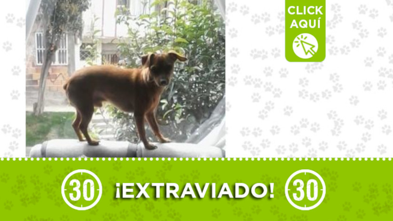 ¿Ha visto a "Cosmo"? Se extravió en Santa Lucía