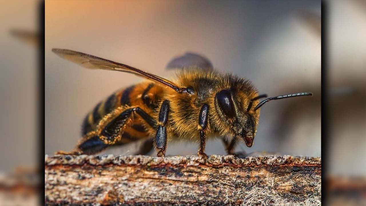 VIDEO. Increíble, mueren envenenadas 3 millones de abejas en Jericó, según el ICA