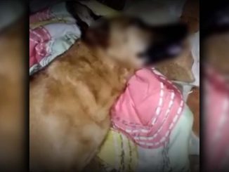 Video: ¡Qué tristeza! Denuncian que a un perrito le dio un infarto por la pólvora en Yarumal 1 Denuncian que a un perrito le dio un infarto por la pólvora en Yarumal