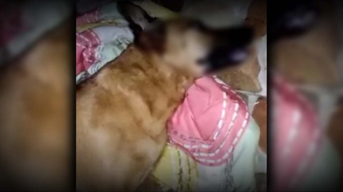 Denuncian que a un perrito le dio un infarto por la pólvora en Yarumal Denuncian que a un perrito le dio un infarto por la pólvora en Yarumal