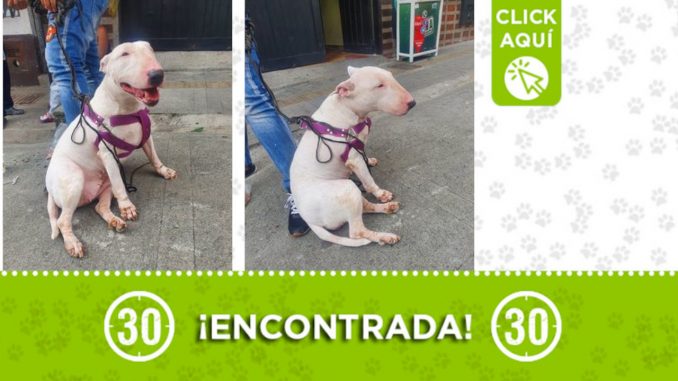 Buscan a la familia de esta perrita encontrada en Campo Valdés Buscan a la familia de esta perrita encontrada en Campo Valdés