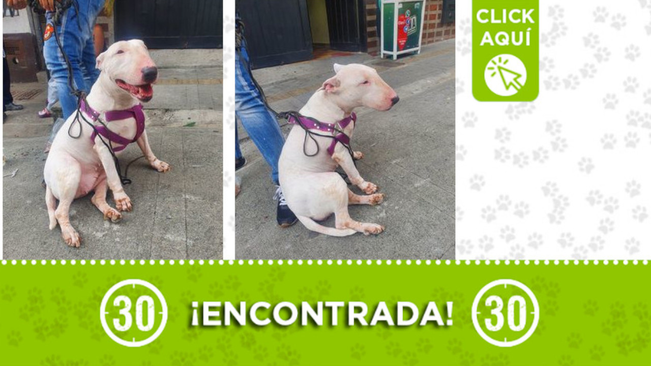 Buscan a la familia de esta perrita encontrada en Campo Valdés