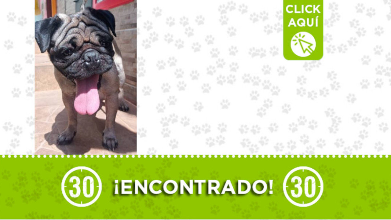 Encontraron este perrito en Itagüí ¿Es suyo?