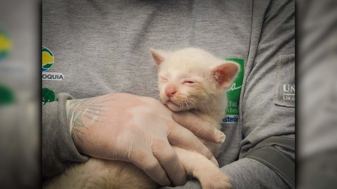 Felina silvestre albina rescatada vivirá en el Parque de la Conservación en Medellín Felina silvestre albina rescatada vivirá en el Parque de la Conservación en Medellín