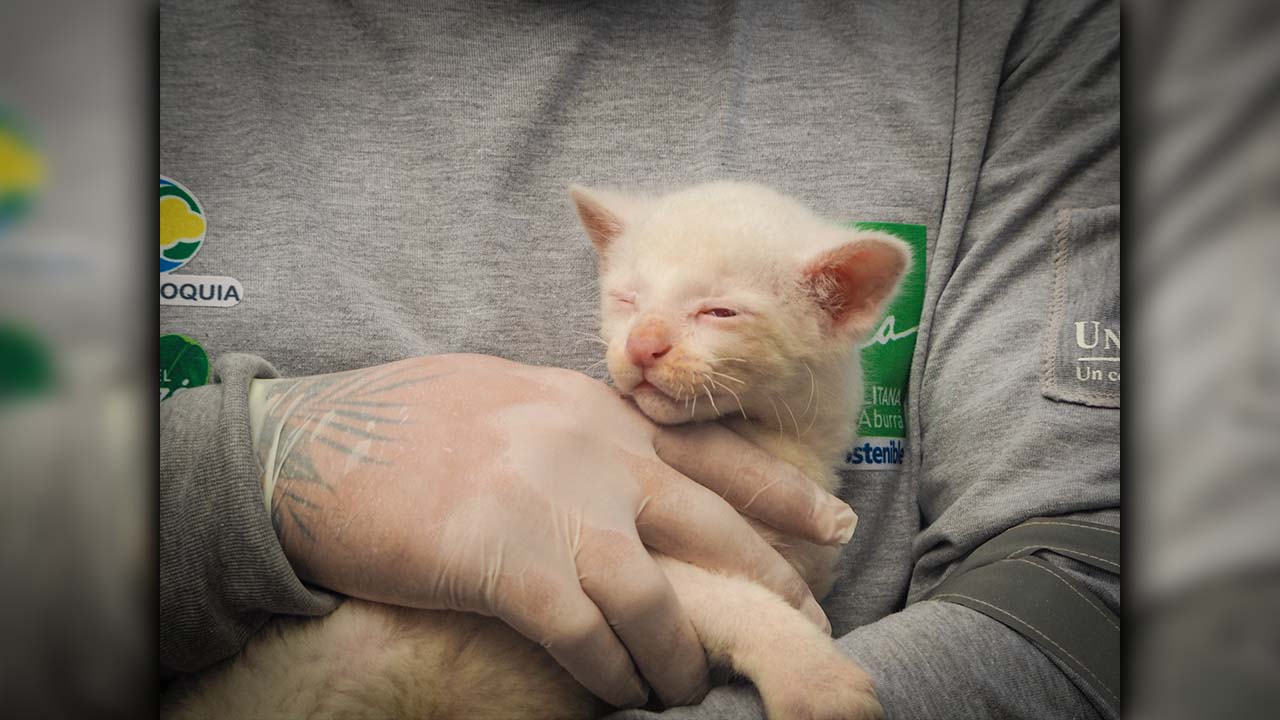 Felina silvestre albina rescatada vivirá en el Parque de la Conservación en Medellín