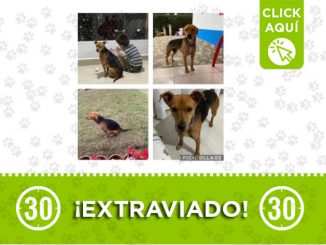'Juanito' se perdió en Rionegro 1 Juanito