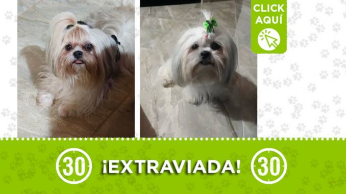 "Kiara" se extravió en San Antonio de Prado "Kiara" se extravió en San Antonio de Prado