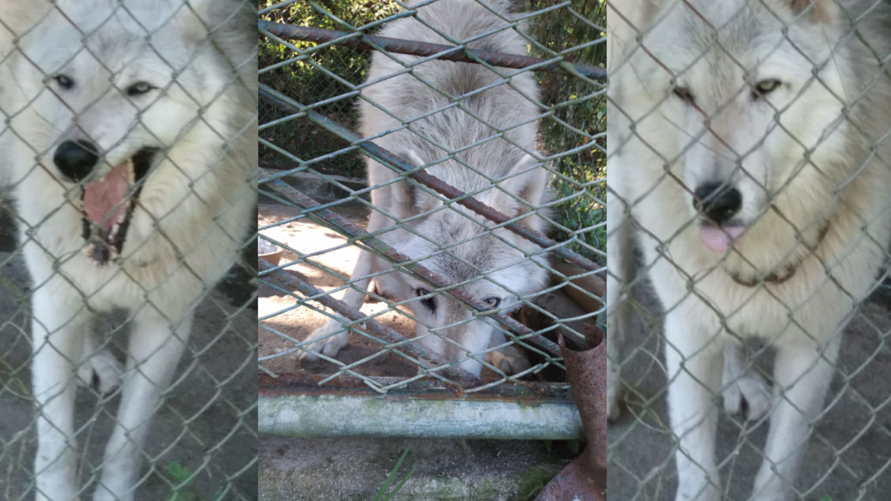 [Video] Denuncian que un lobo está en cautiverio en Rionegro