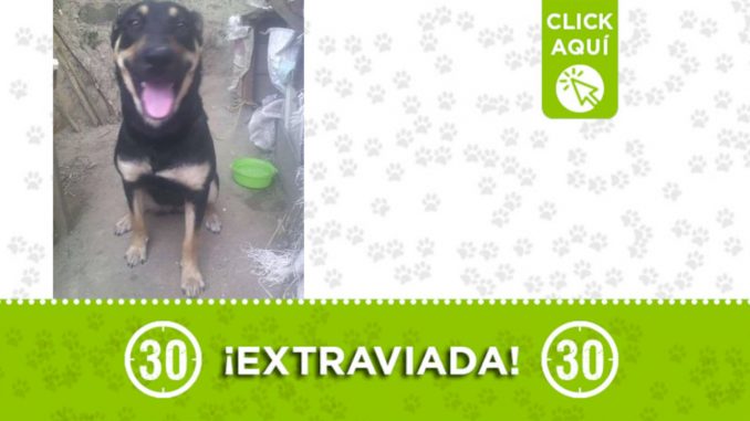 "Lupe" se perdió en San Javier "Lupe" se perdió en San Javier