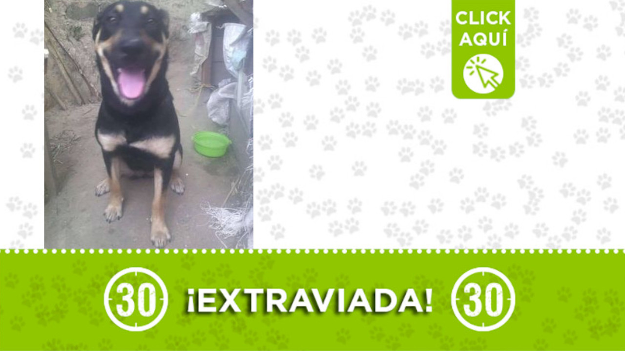 "Lupe" se perdió en San Javier