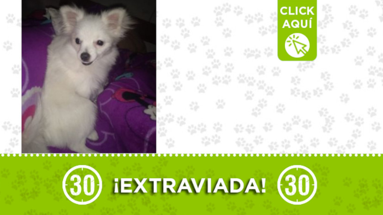 ¿Ha visto a "Nieves"? Se extravió en Itagüí