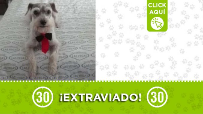 "Niño" se extravió desde el 8 de diciembre en Juan XXIII "Niño" se extravió desde el 8 de diciembre en Juan XXIII