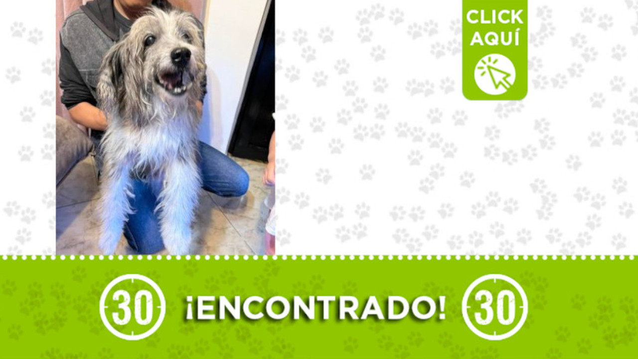 Encontraron este perrito en Robledo Las Margaritas