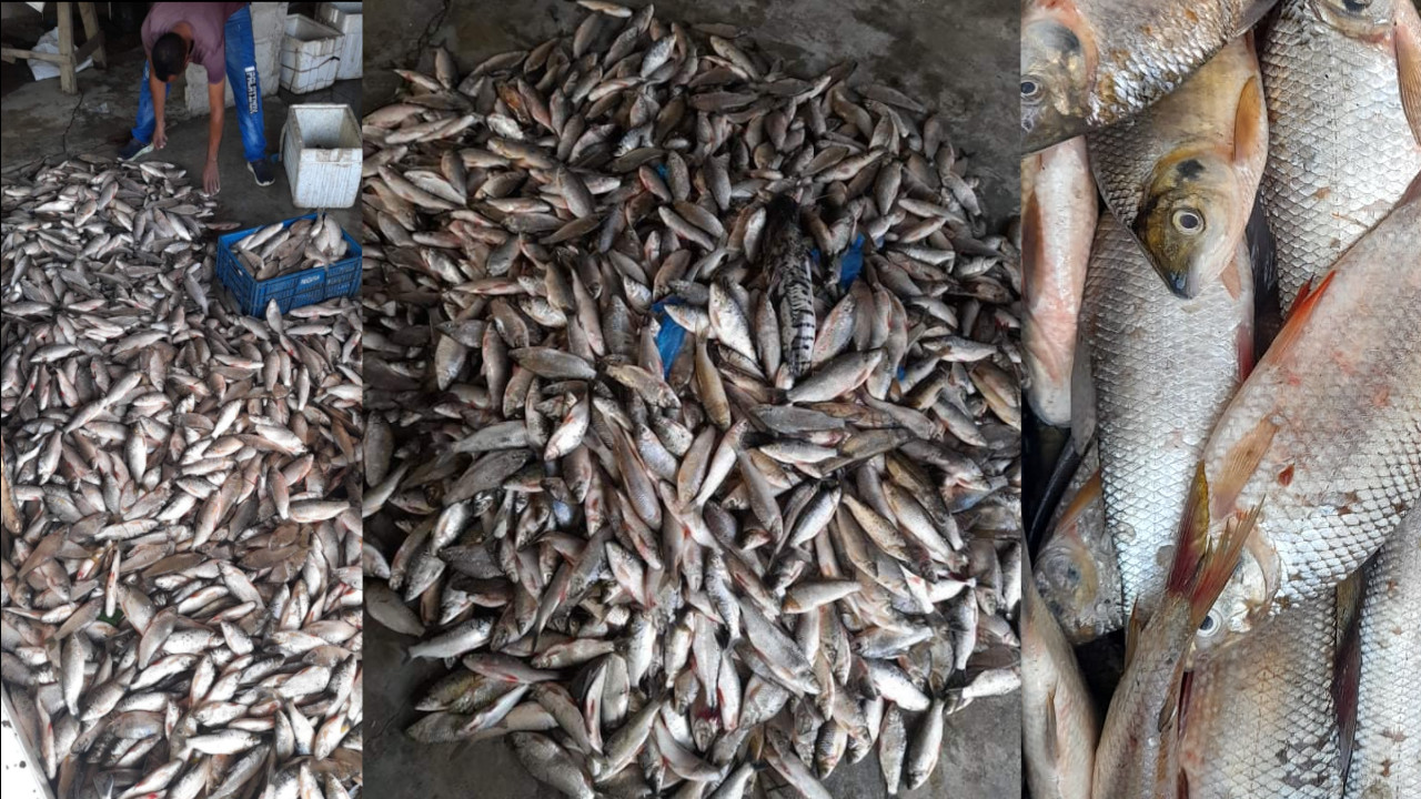 A $500 están en vendiendo los pescados en Nechí, Antioquia