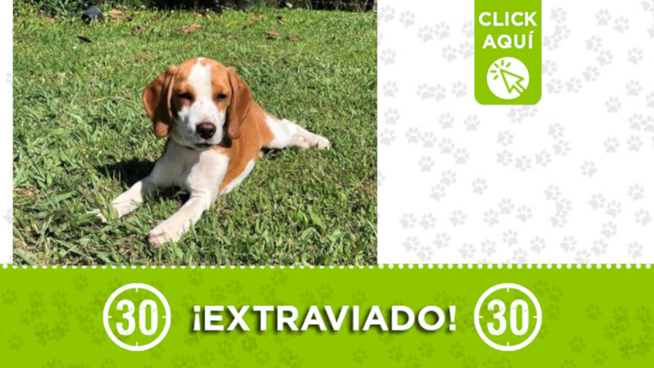 "Rocky" se extravió en Rionegro