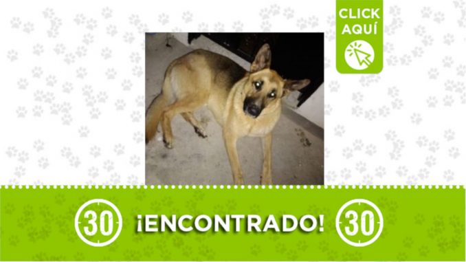 San Cristóbal perrito San Cristóbal