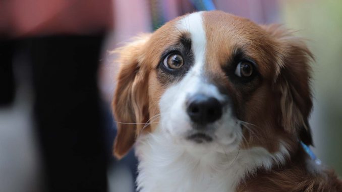 perro También se les puso microchip perro esterilizado
