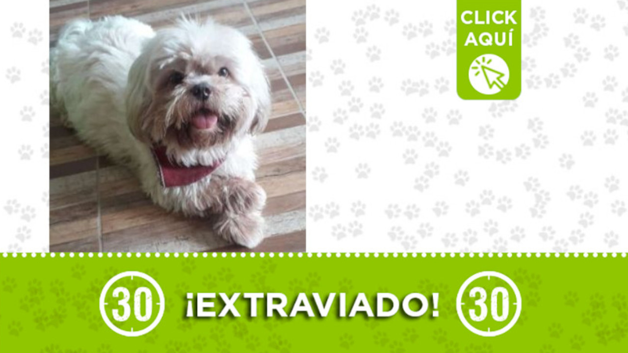 "Toby", se extravió en Aranjuez, se asustó con la pólvora y corrió