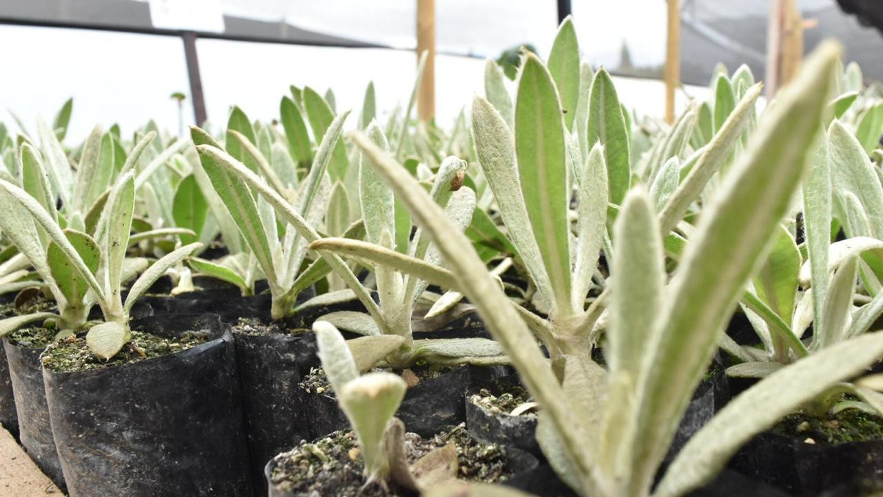 Vivero de Alta Montaña