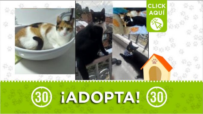 Gaticos en adopción Gaticos en adopción