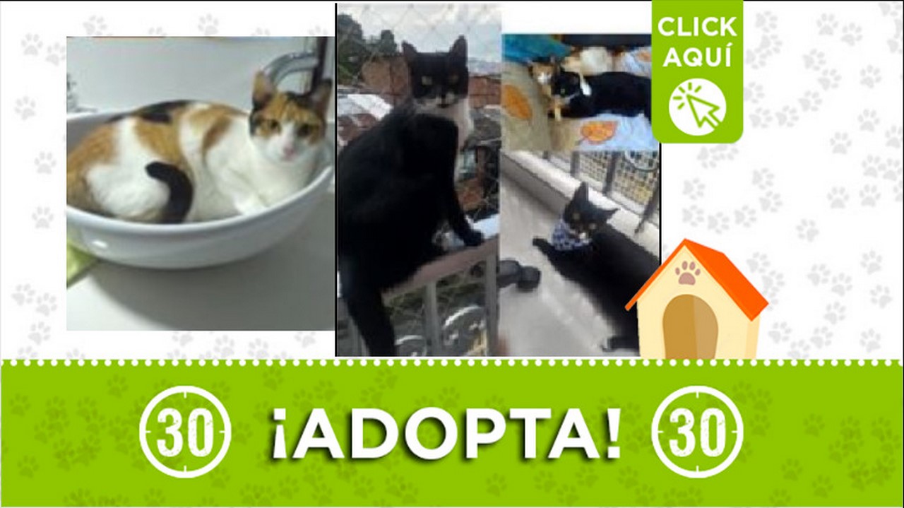 Gaticos en adopción