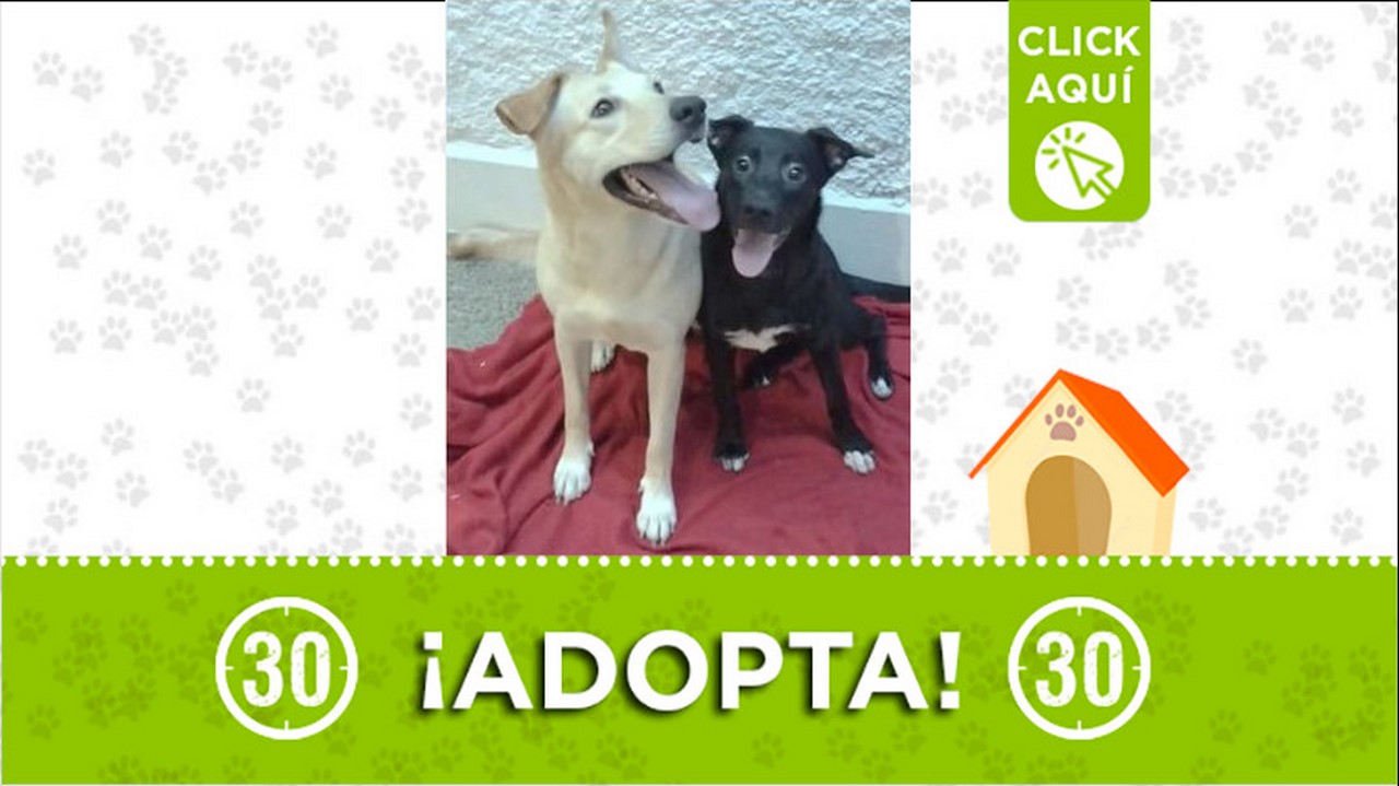 Perritas en adopción