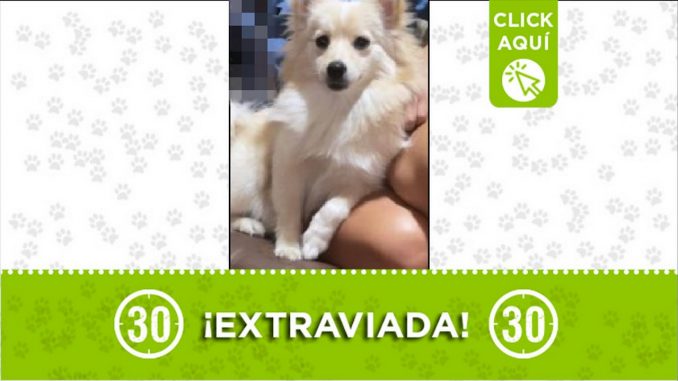 Perrita perdida Perrita perdida