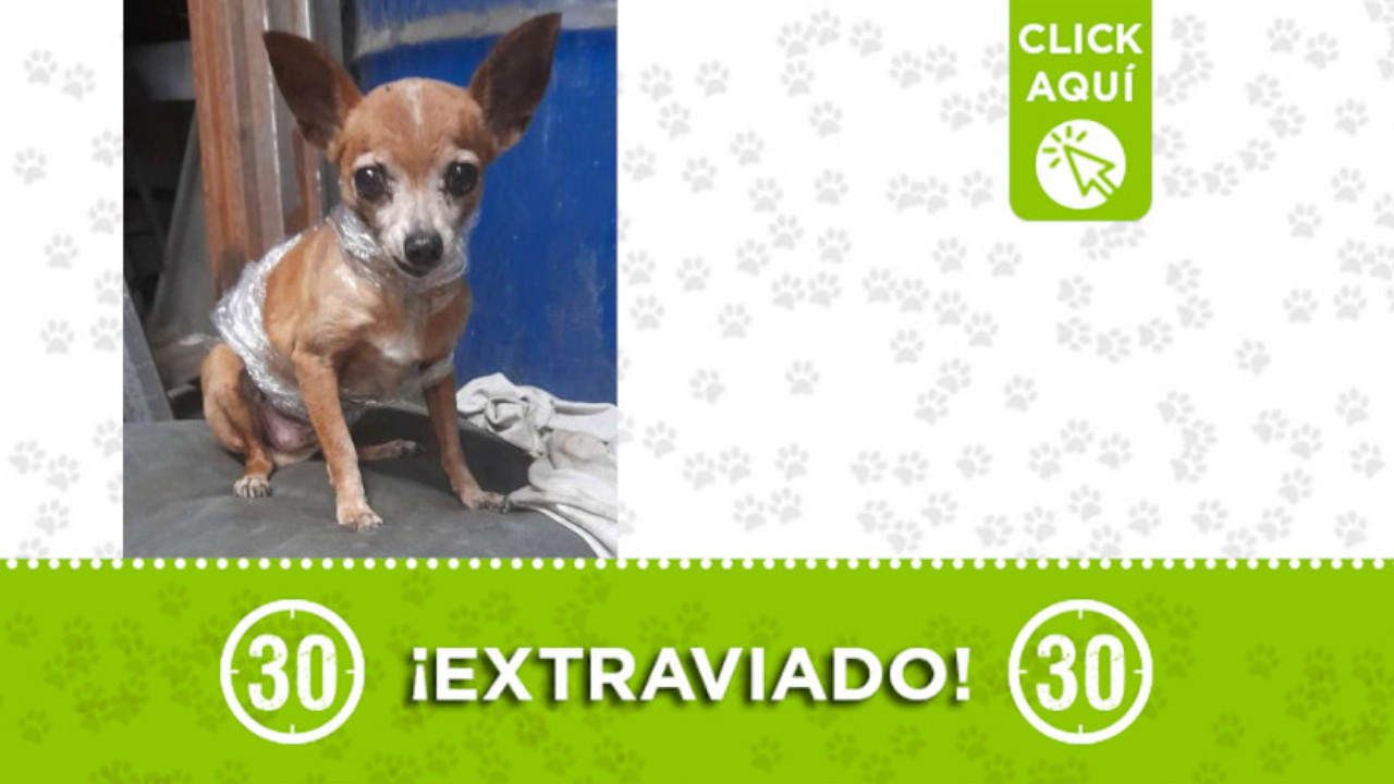 "Boixer" se extravió en Itagüí ¿Lo ha visto?