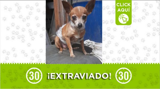 boixer pérrito perdido