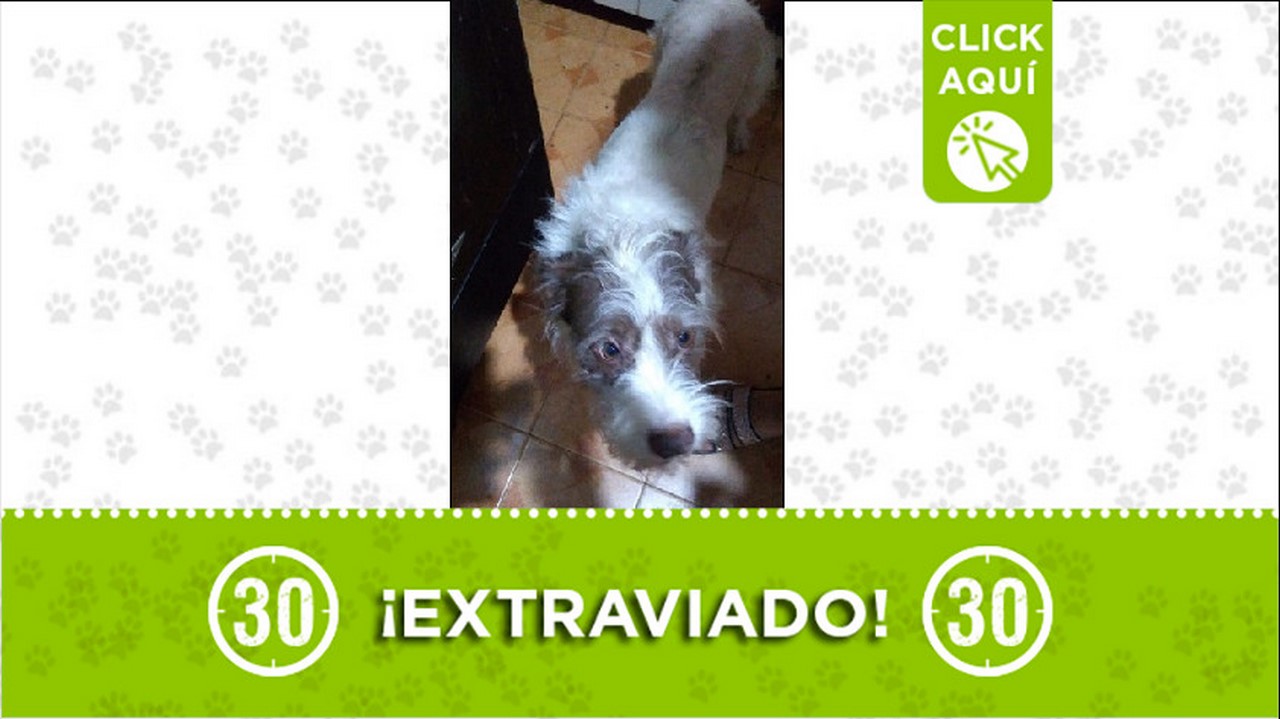 Perrito perdido