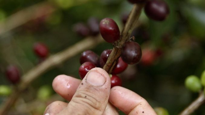 Una fotografía de archivo de una planta de café en Andes, Colombia. EFE/ Luis Eduardo Noriega Colombia