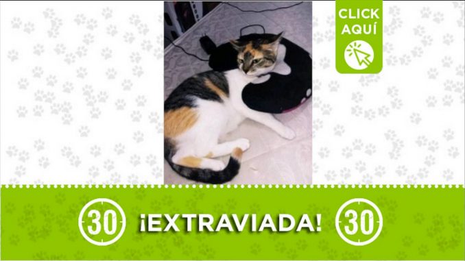 cloe gata perdida itagui calatrava