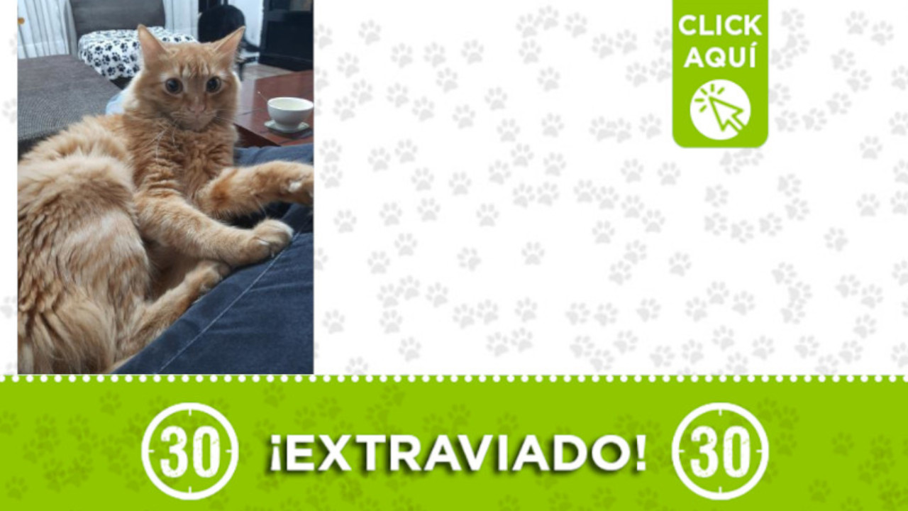 "Coco" se extravió en Cristo Rey ¿Lo ha visto?