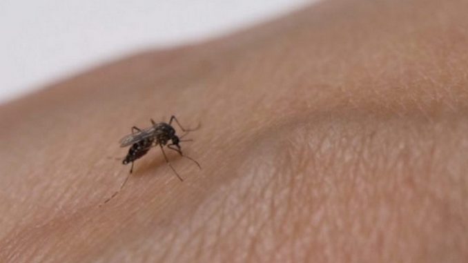 dengue-covid