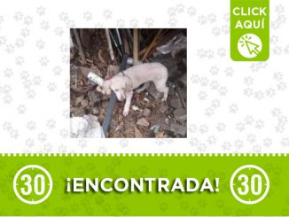 ¿Es suya? Esta perrita se encuentra en un lavadero de carros en Medellín 1 perrita-encontrada